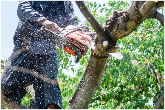tree services Mattoon